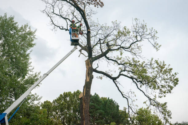 Best Palm Tree Trimming  in Kettering, MD