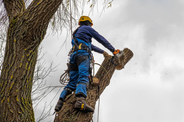 Leaf Removal Services in Kettering, MD