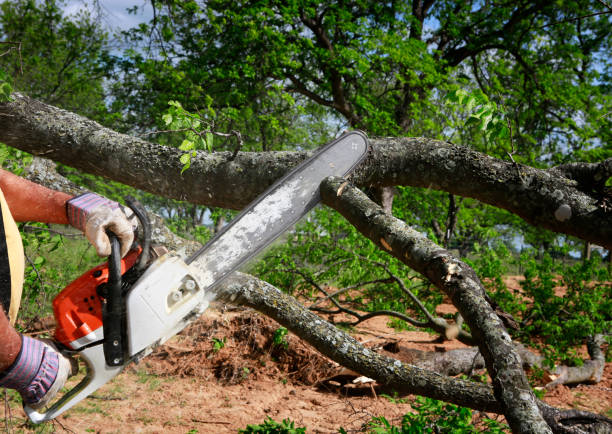 Best Fruit Tree Pruning  in Kettering, MD