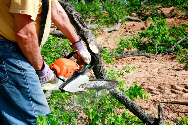 Best Hazardous Tree Removal  in Kettering, MD